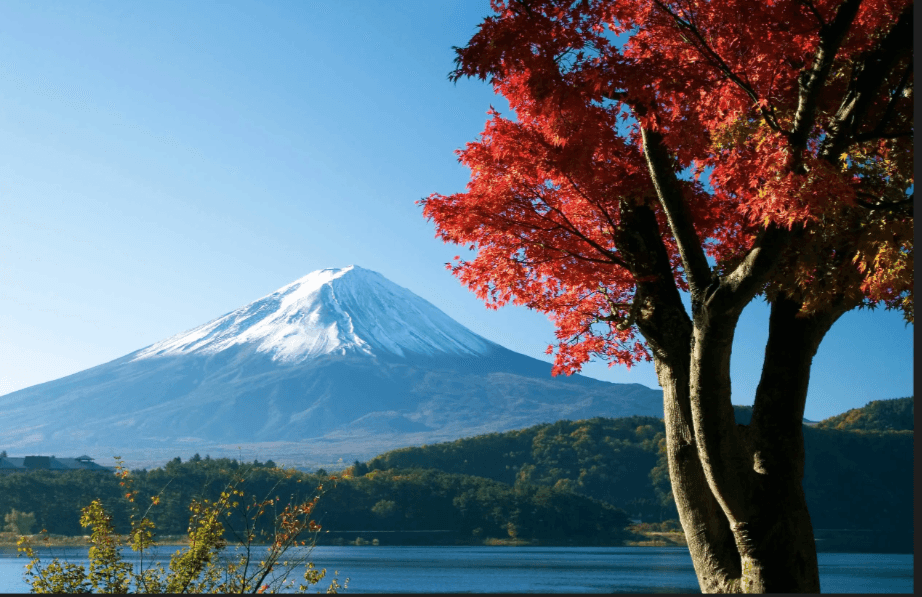 Gunung Fuji dengan maple Jepang